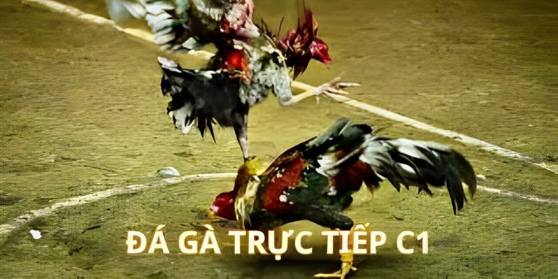 Các nền tảng trực tiếp đá gà uy tín tại Đông Nam Á