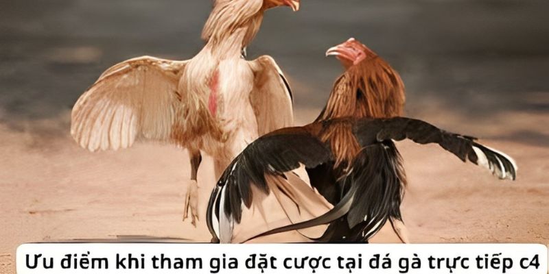 Đá gà trực tiếp C4