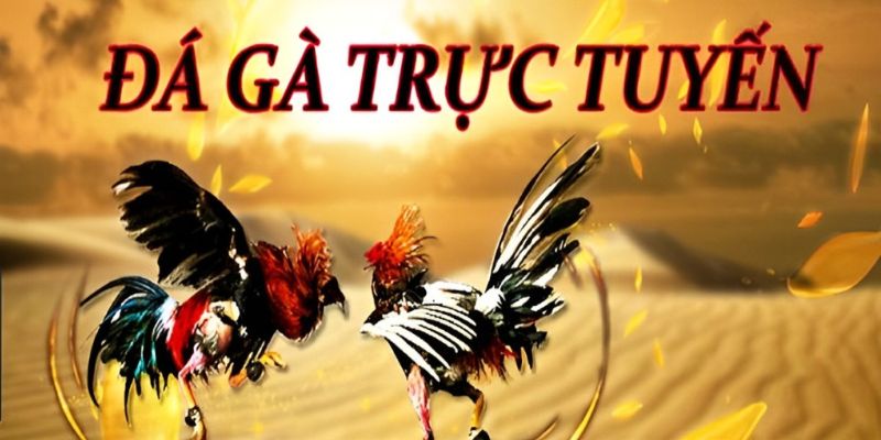 Đá gà trực tuyến